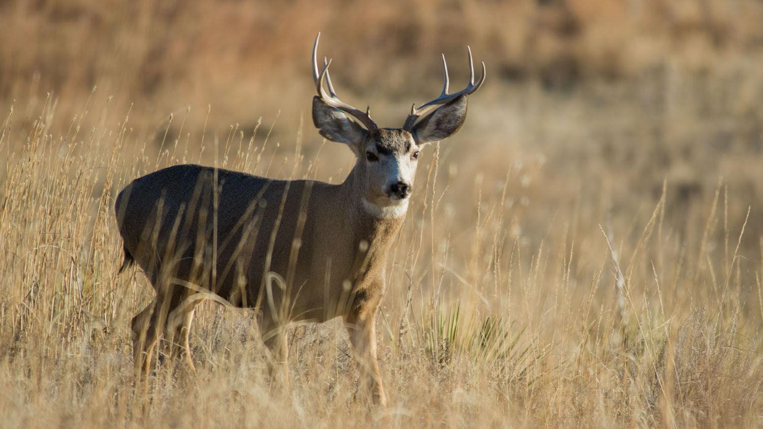 Nebraska deer season is returning to normal